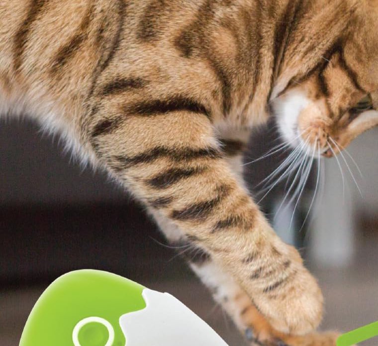 The cat's ten minutes