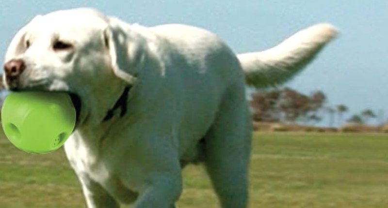 Fetch at the park
