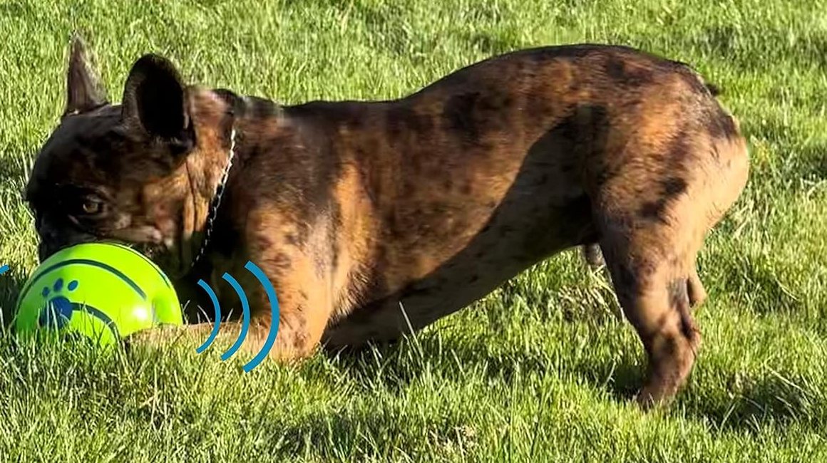 Daily laps on the lawn